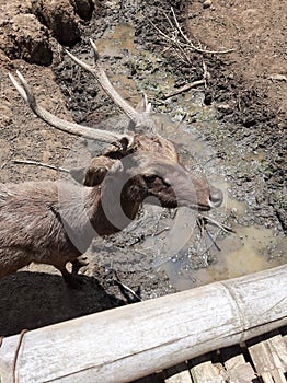 Odocoileus virginiana