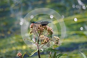 Odonata dragonfly, blue with wings collected resting on a plant in the river ulla, galicia