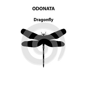 Odonata dragonfly insect for scientific study