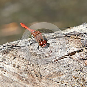 Odonata (dragonfly)