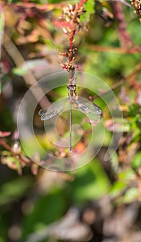 The Odonata insect resting on a plant