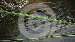 Odonata, Red Book Ukraine. The banded demoiselle Calopteryx splendens.