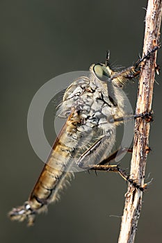 Odonata on a stick