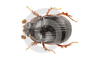 Odonteus Armiger