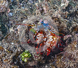 Odontodactylus scyllarus; peacock mantis shrimp