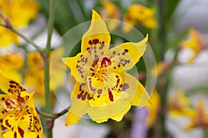 Odontoglossum orchid in yellow