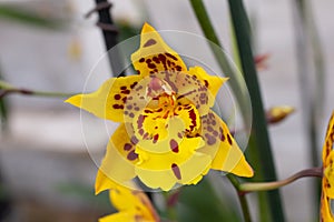 Odontoglossum orchid in yellow