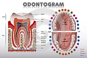 Odontogram. Tooth Diagram