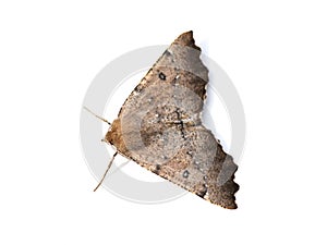 Odontopera bidentata moth on white