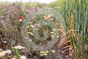 Odorless chamomile on the edge of a cornfield in the middle of a strip of flowers with oats and red poppies in the background photo