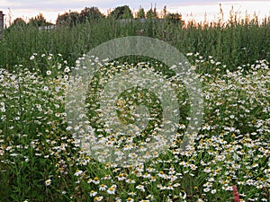 Odorless chamomile lat. Matricaria perforata - medicinal plant photo