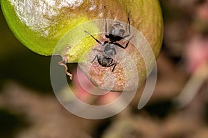 Odorous Ant