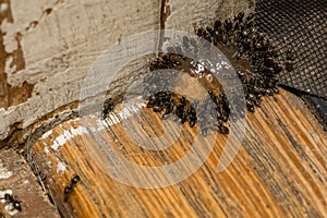 Odorous House ants feeding on ant gel bait