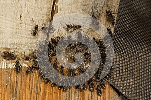 Odorous House ants feeding on ant gel bait photo