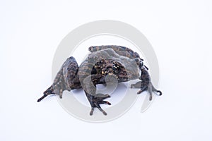 Odorrana andersonii : frog on white background.