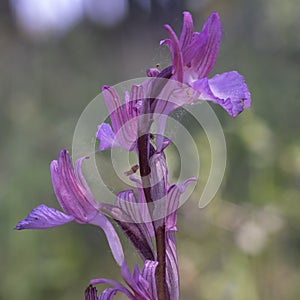 wild orchid called anacamptis papilionacea photo