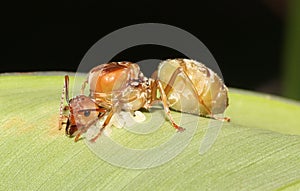 Oecophylla smaragdina (asiatische Variante) photo