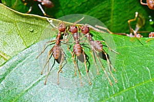 Oecophylla smaragdina (common names include Weaver Ant, photo