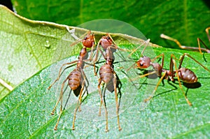 Oecophylla smaragdina (common names include Weaver Ant, photo