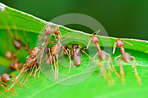Oecophylla smaragdina (common names include Weaver Ant, photo