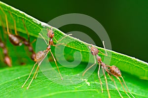 Oecophylla smaragdina (common names include Weaver Ant, photo