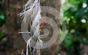 Oecophylla smaragdina on an old plastic rope, weaver ant, green ant, green tree ant, Orange gaster