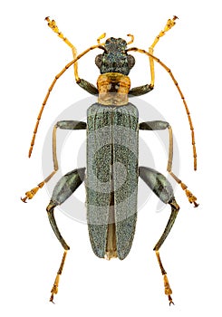 Oedemera croceicollis