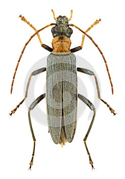 Oedemera croceicollis
