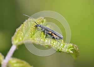 Oedemera lurida