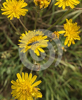 Oedemera lurida on Stinking Hawk`s-beard flowers