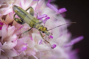 Little oedemera nobilis eating pollen