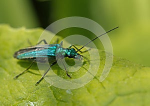 Oedemera nobilis female