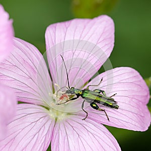 Oedemera nobilis
