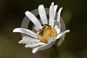 Oedemera nobilis, two male specimens on a daisy fighting for space. domination. wonders of nature