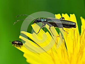 Oedemera virescens, beetle, common beetle on dandelion flower,