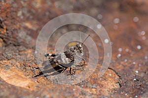 Oedipoda caerulescens, sunny day, macro, wildlife