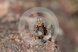 Oedipoda caerulescens, sunny day, macro, wildlife