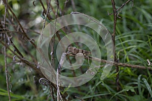 An oedipoda caerulescens on vegetation