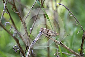 An oedipoda caerulescens on vegetation photo
