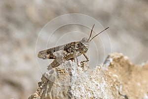 Oedipoda cf germanica