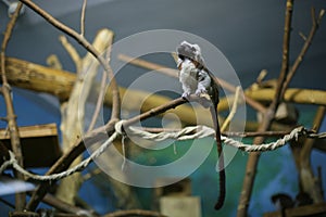 Oedipus tamarin on a branch in the zoo