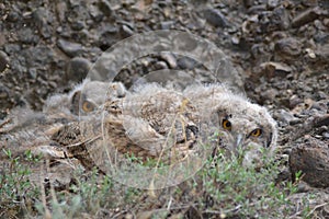 Oehoe kuikens op een nest photo