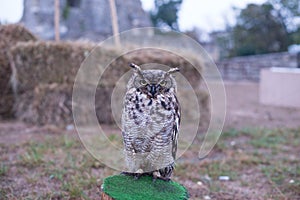 Oehoe owl on a medieval festival