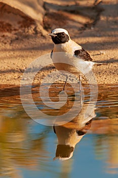 Oenanthe hispanica - La collalba rubia, es una especie de ave paseriforme de la familia Muscicapidae.