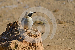 Oenanthe hispanica - La collalba rubia, es una especie de ave paseriforme de la familia Muscicapidae.