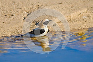 Oenanthe hispanica - La collalba rubia, es una especie de ave paseriforme de la familia Muscicapidae.