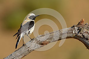 Oenanthe hispanica - La collalba rubia, es una especie de ave paseriforme de la familia Muscicapidae.