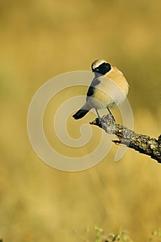 Oenanthe hispanica - La collalba rubia, es una especie de ave paseriforme de la familia Muscicapidae.