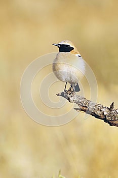 Oenanthe hispanica - La collalba rubia, es una especie de ave paseriforme de la familia Muscicapidae.