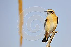 Oenanthe hispanica - La collalba rubia, es una especie de ave paseriforme de la familia Muscicapidae.